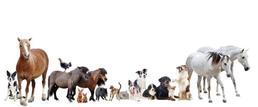 Why should you care about animal welfare?