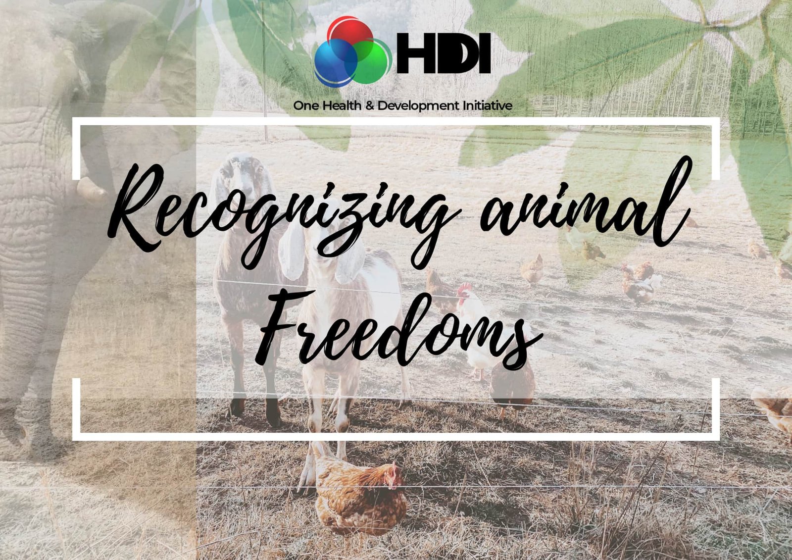Recognizing Animal Freedoms